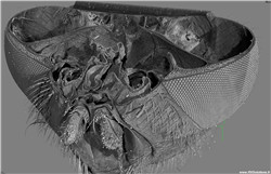正版香港猛虎六大宝典