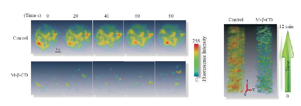 利用 lgTIRF（光导基全内反射荧光显微镜）技术对荧光标记的毒素进行可视化观察